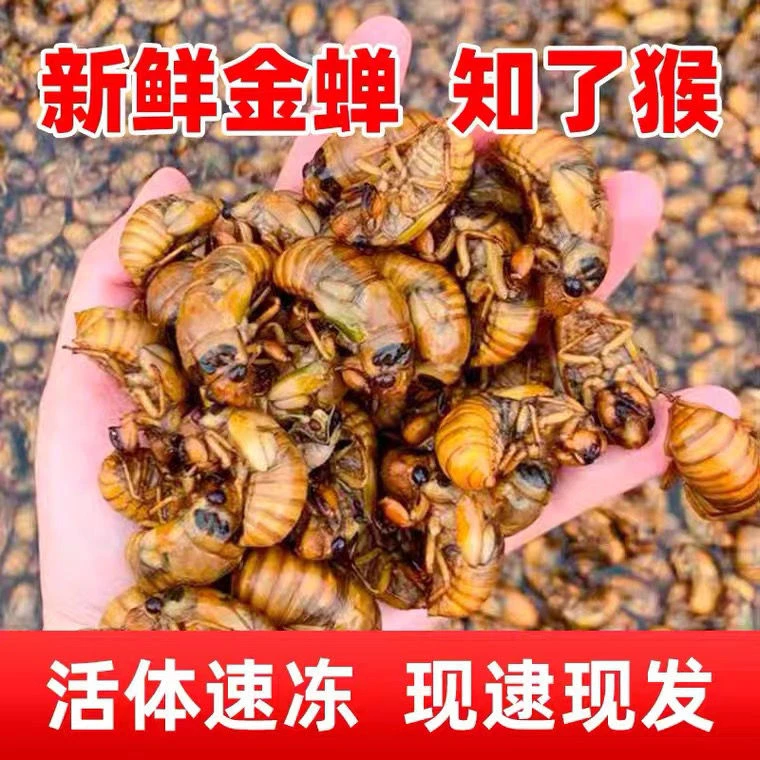 【顺丰速发】2025知了爬叉猴新鲜鲜活现抓结了龟蝉金活体速冻发货