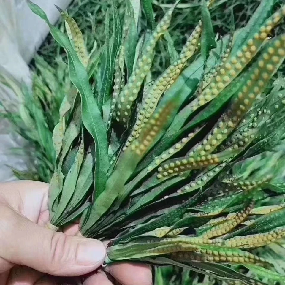 正品嗷嗷叫黄金草嗷嗷叫东北长白山