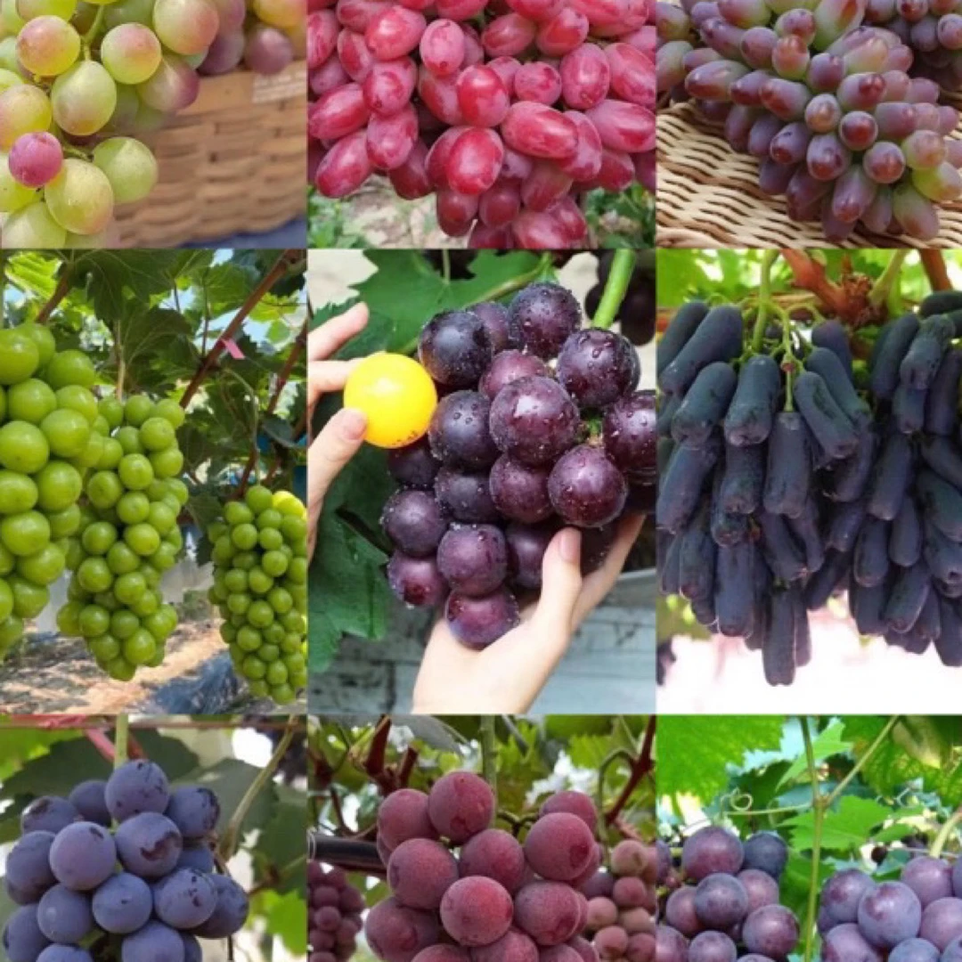 (一木对版苗)巨峰妮娜皇后寒香蜜蓝宝石阳光玫瑰等盆栽地栽葡萄苗