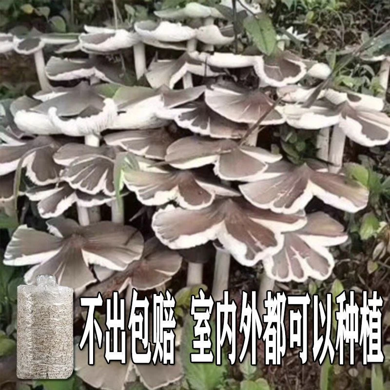 不出包赔云南鸡枞菌 人工 伞把姑三塔菌四季菌种家种家庭室内阳台