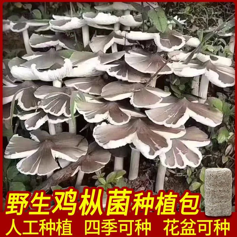 鸡枞菌菌菇种子 菌种家种新鲜鸡枞种植技术阳台花盆四季人工种植
