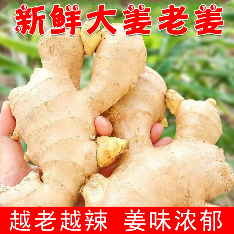 山东大黄姜现挖现发生姜老姜黄姜肉姜大黄姜现挖老姜月子食用姜