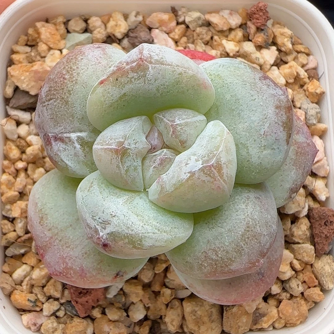 【满39包邮非偏远】石化冰玉196