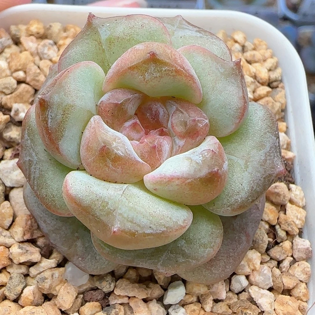 一***1【满39包邮非偏远】271