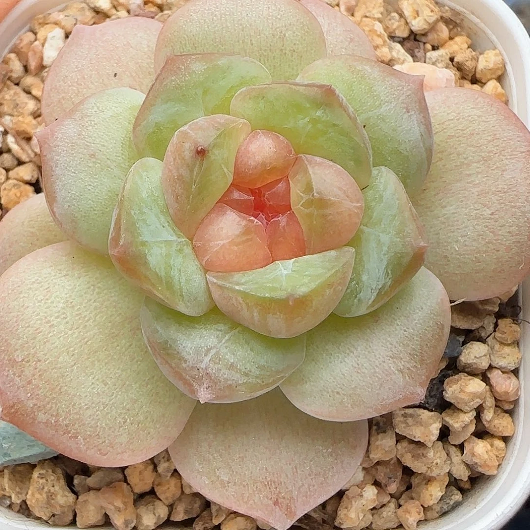 仙****?【满39包邮非偏远】206