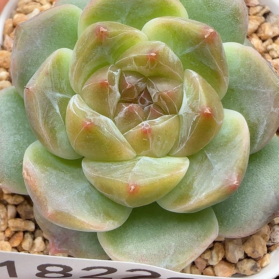 l**a【满39包邮非偏远】229