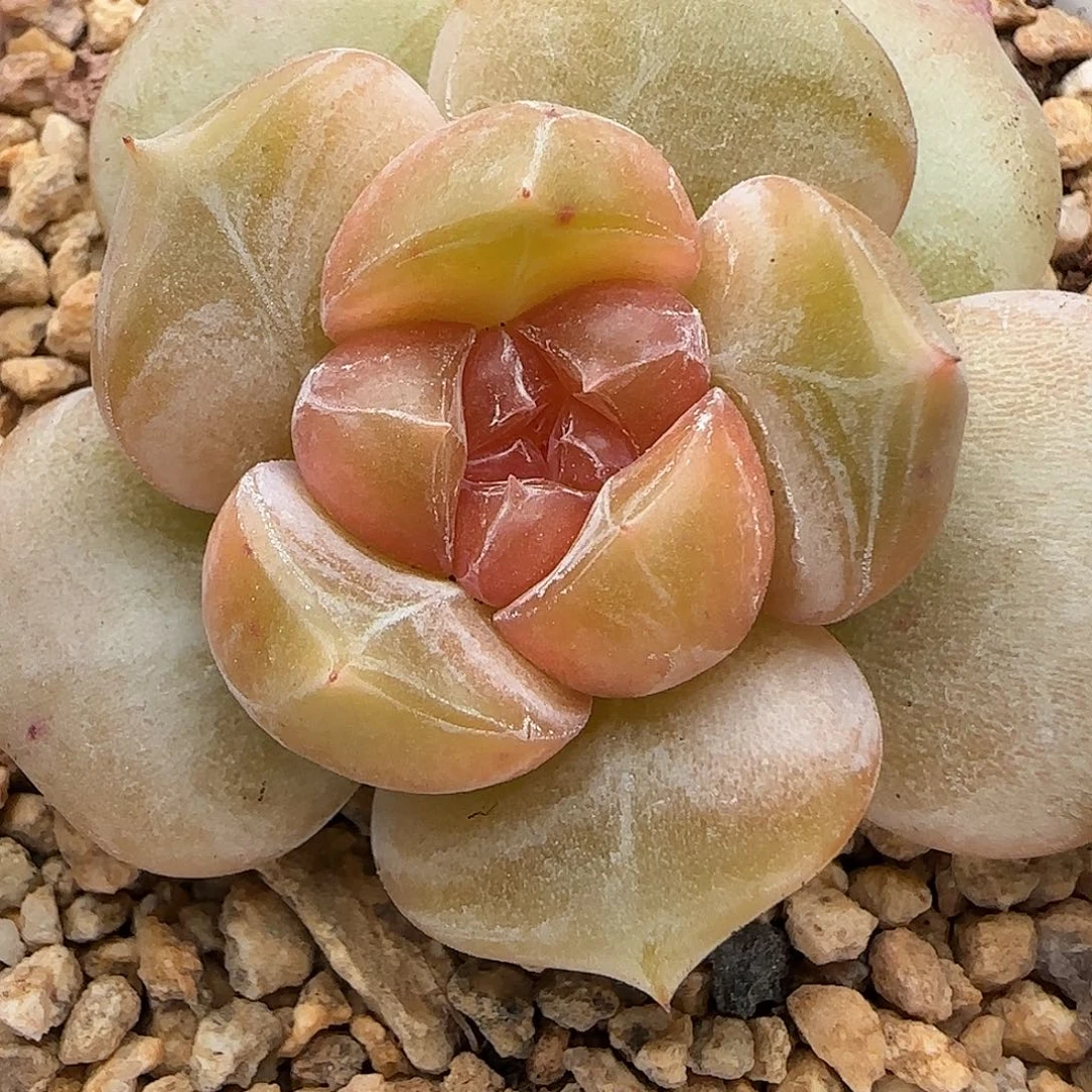 【满39包邮非偏远】131