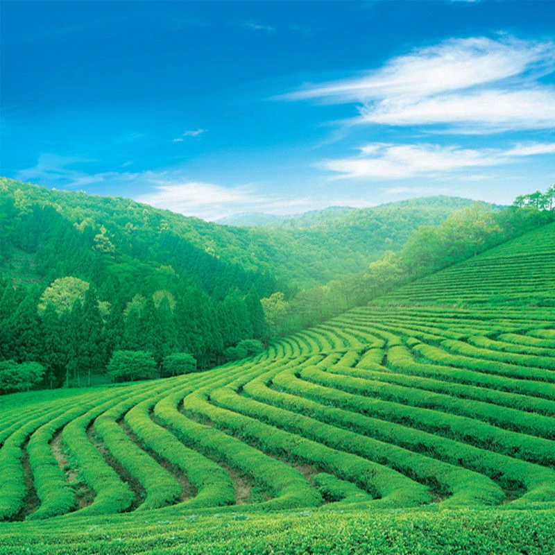 网红直播间抖音快手yy直播专场茶叶茶园背景拍视频拍段子背景布墙