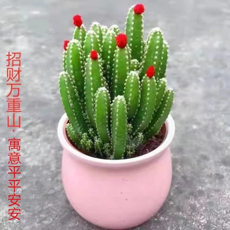 招财万重山多肉植物聚财山绿植花卉防辐射桌面多肉仙人球盆栽阳台