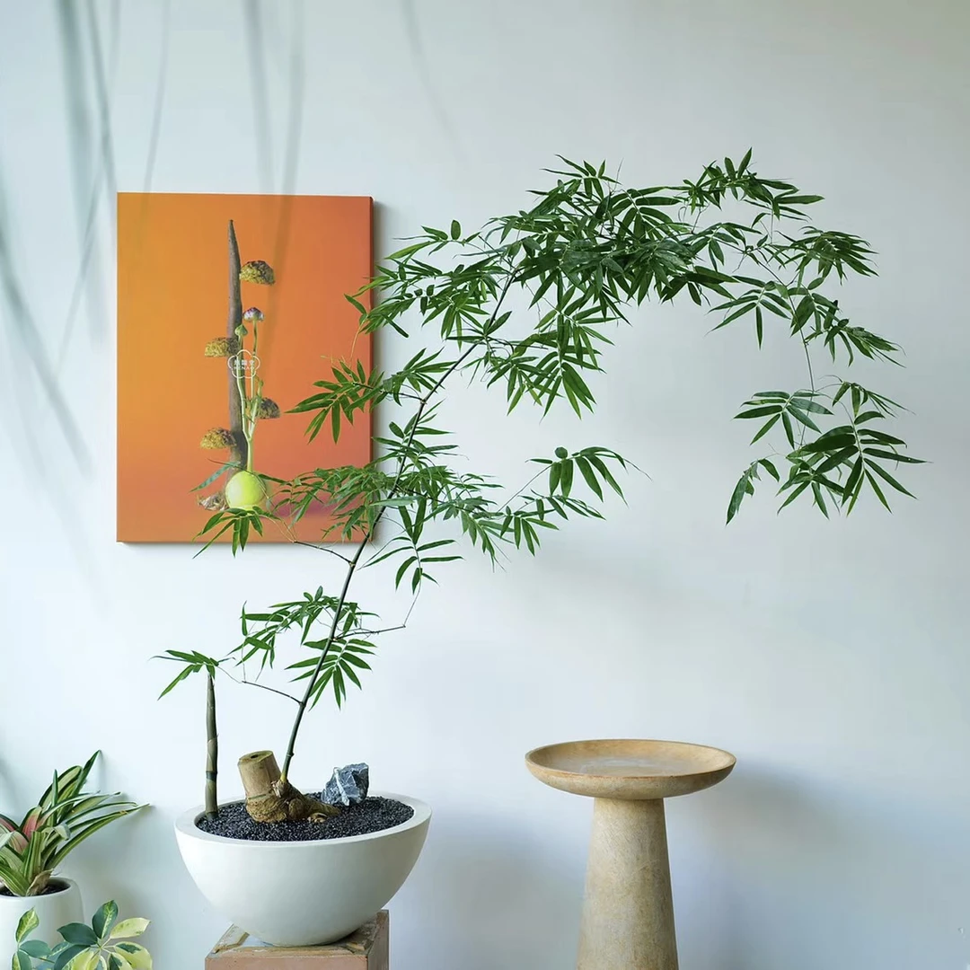 小叶簕竹生桩根苗室内盆景素材好养货