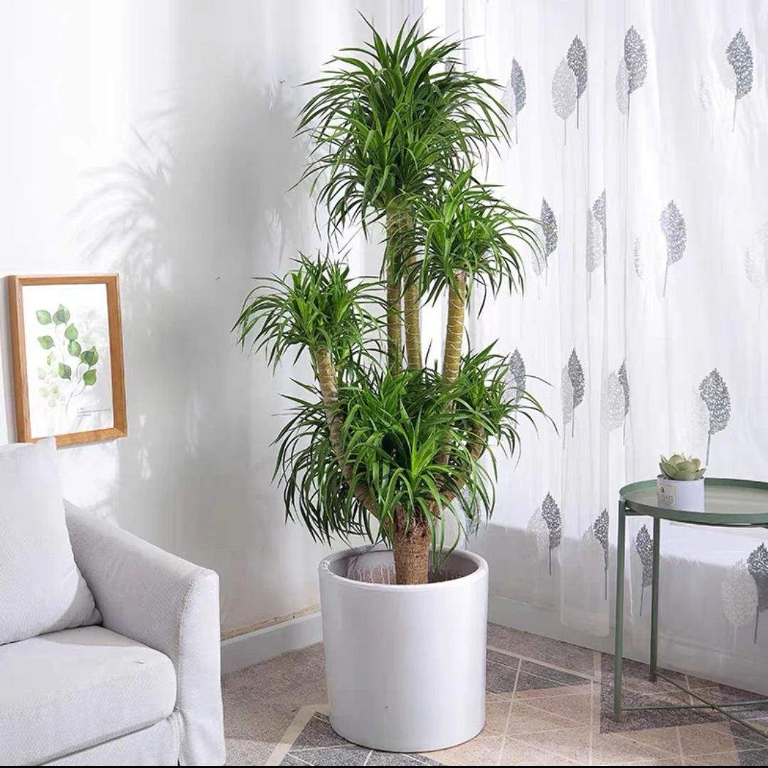 一物一拍龙血树盆栽中大型绿植多头双层造型太空铁黑珍珠龙须铁