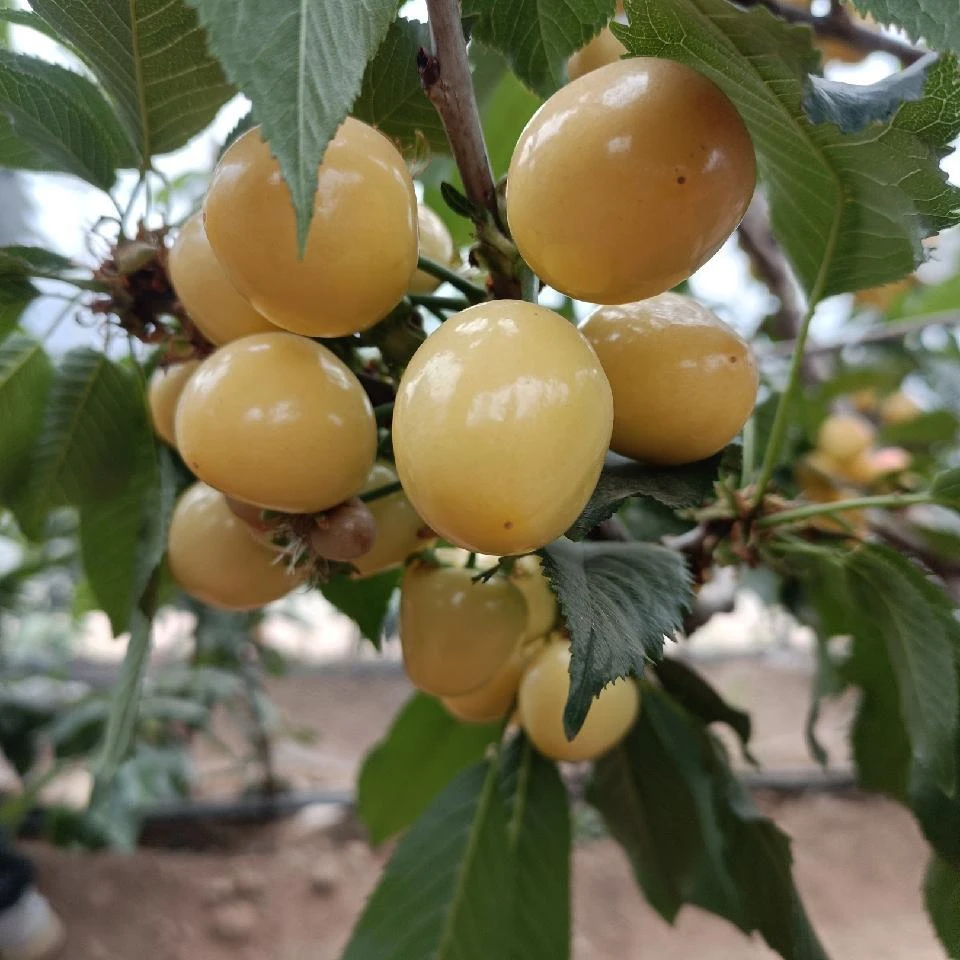 辉煌1-5金车厘子树苗樱桃树苖南方北方种植盆栽庭院果树矮化