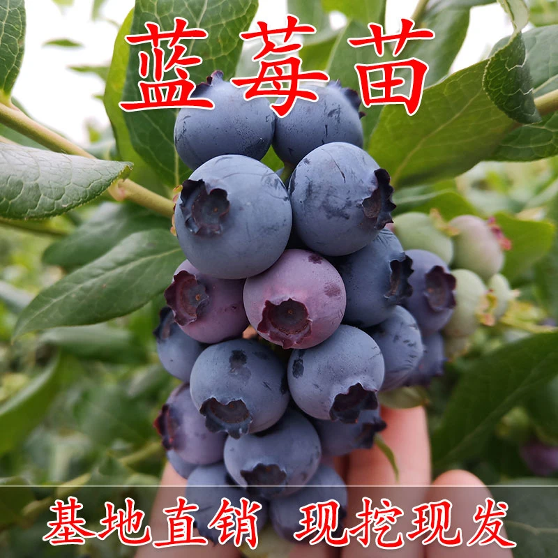 蓝莓树果苗带果盆栽地栽阳台果树苗南方北方种植当年结果蓝莓苗