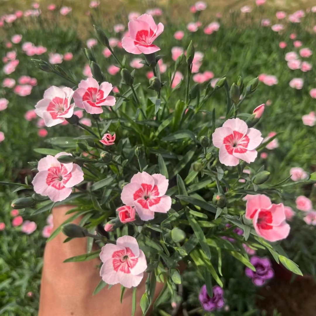 蜜桃派石竹欧石竹四季开花草坪多年生耐寒耐旱庭院盆栽绿化易成活