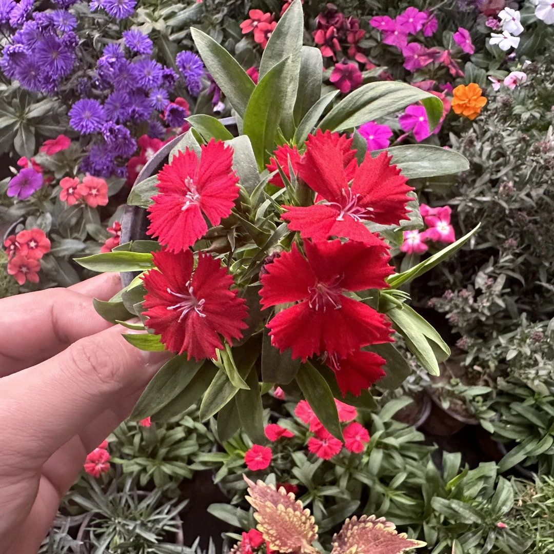 美国石竹大红色花苗四季开花草坪耐寒耐旱多年生庭院盆栽绿化宿根