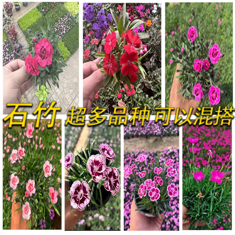 【多种石竹组合搭配】超美初吻蜜桃多年生四季开花耐寒耐旱庭院绿化