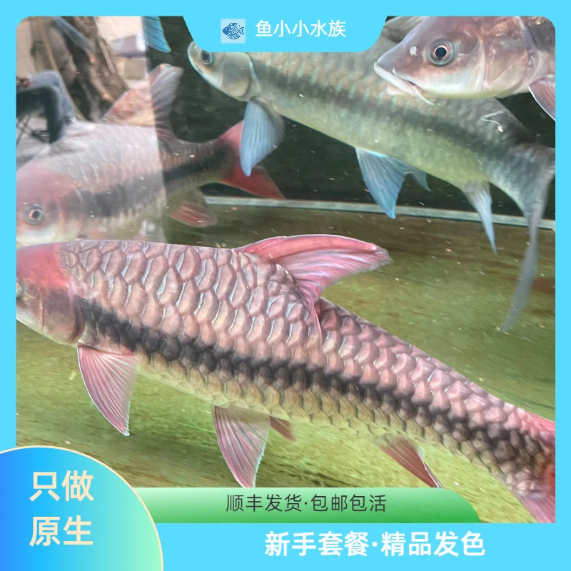 竞拍专用吉罗鱼（需要有开箱视频才包售后）吉罗鱼竞拍链接（需要有