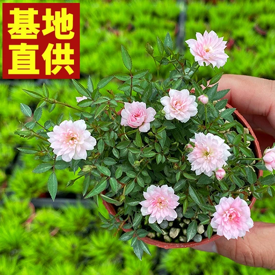 姬月季玫瑰蔷薇花盆清仓捡漏迷你微型盆景盆栽四季开花卉兰花花盆