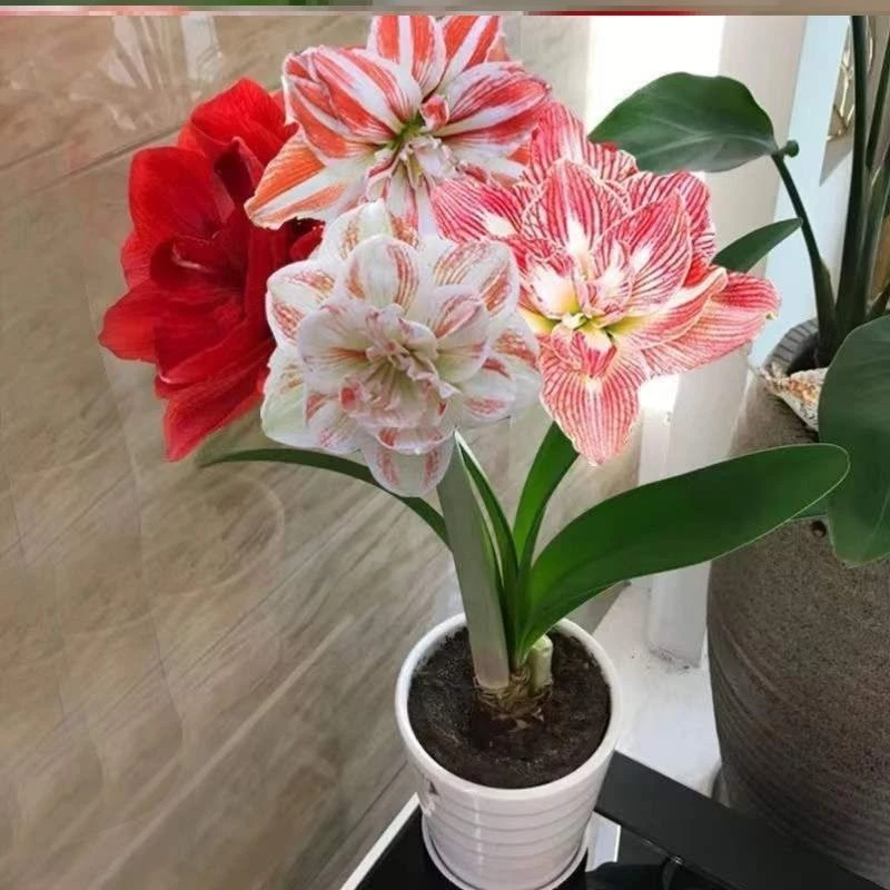 荷兰进口重瓣朱顶红四季开花多年生种球室内外盆栽花卉种子好养活