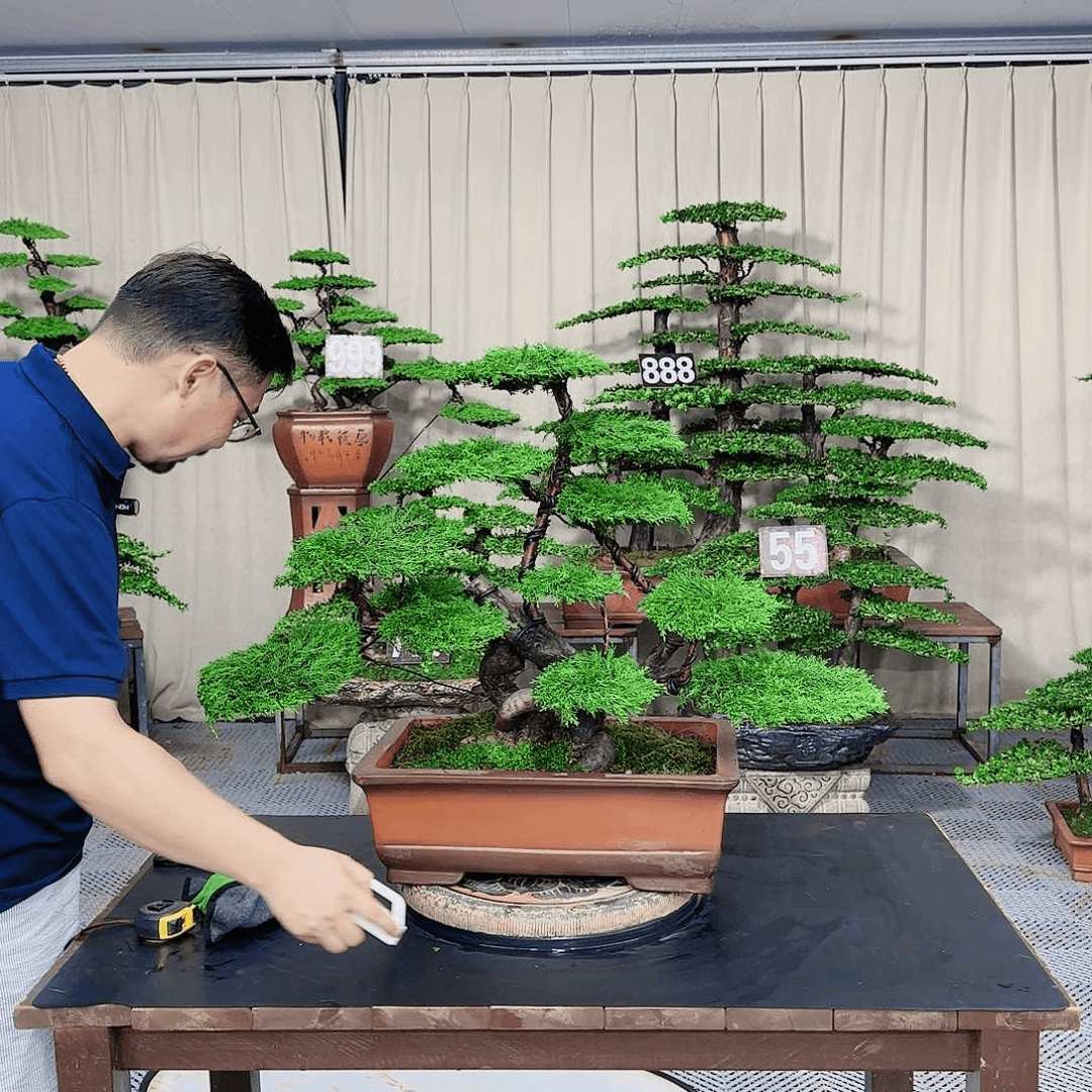 罗汉松等盆景罗汉松等盆景
