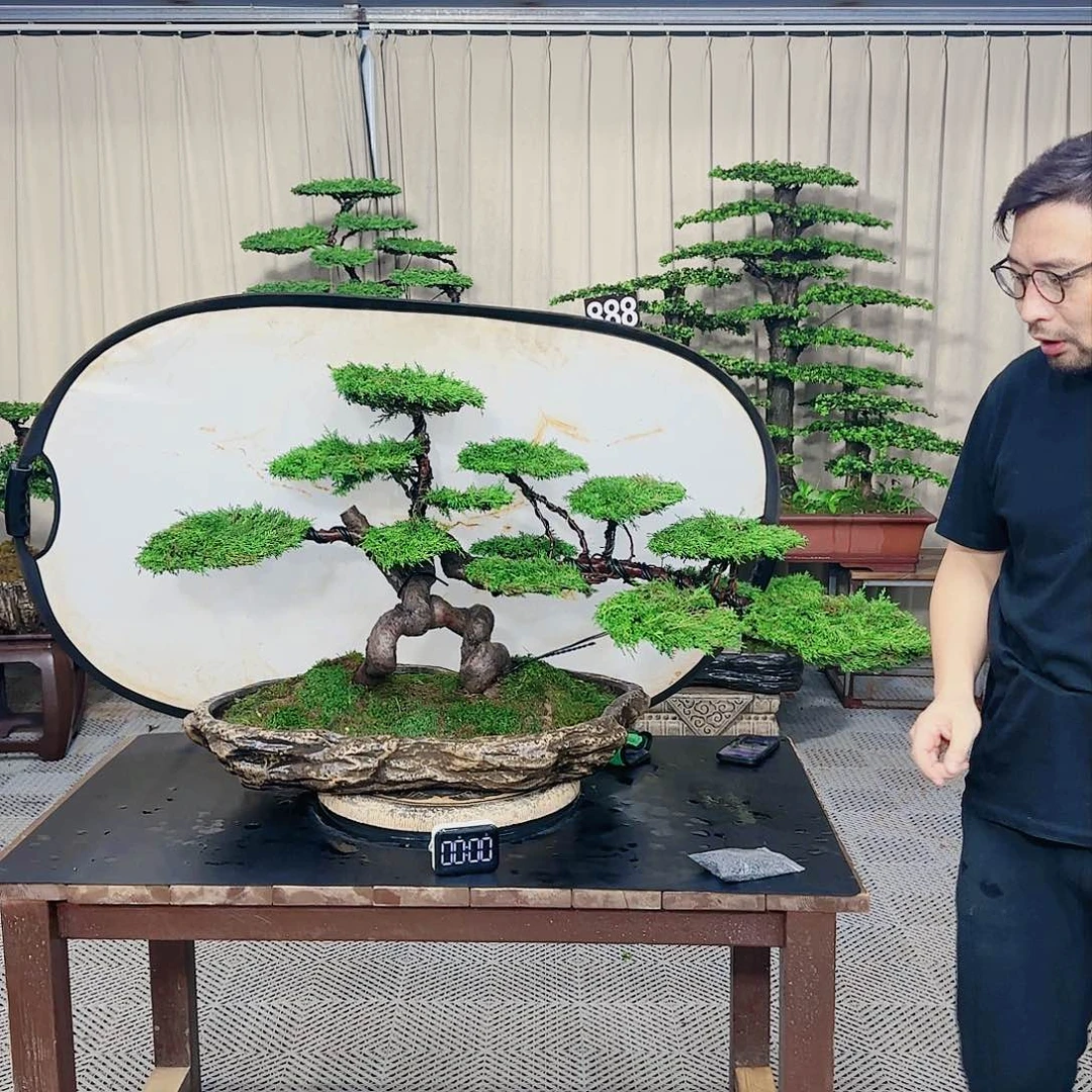 罗汉松等盆景罗汉松等盆景