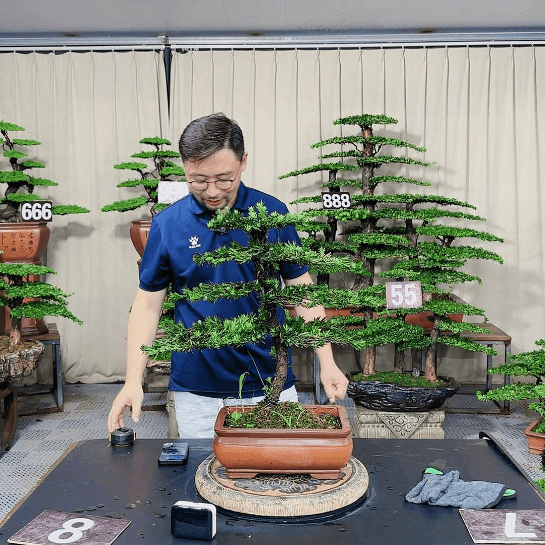 罗汉松等盆景罗汉松等盆景