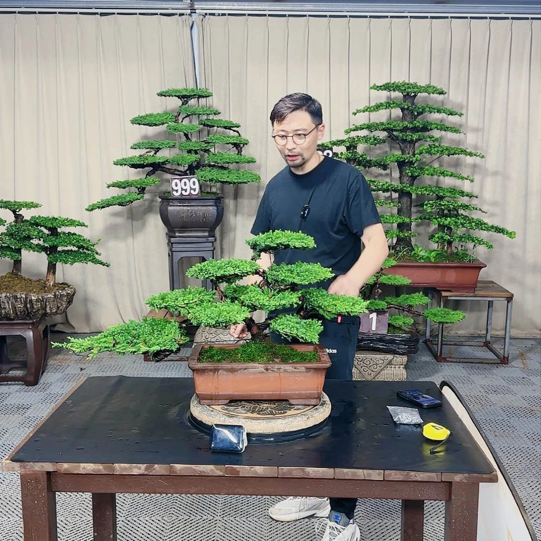 罗汉松等盆景罗汉松等盆景