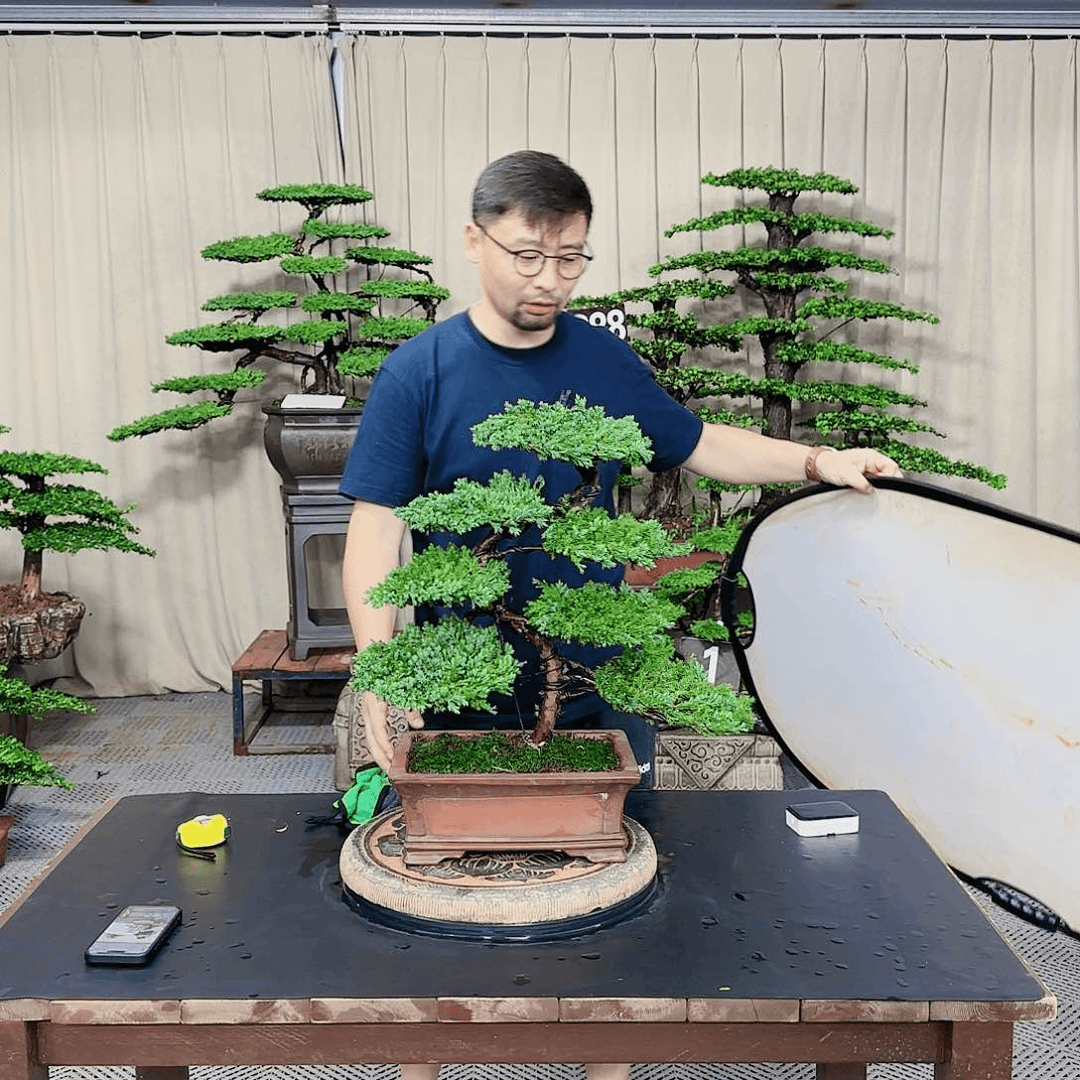 罗汉松等盆景罗汉松等盆景