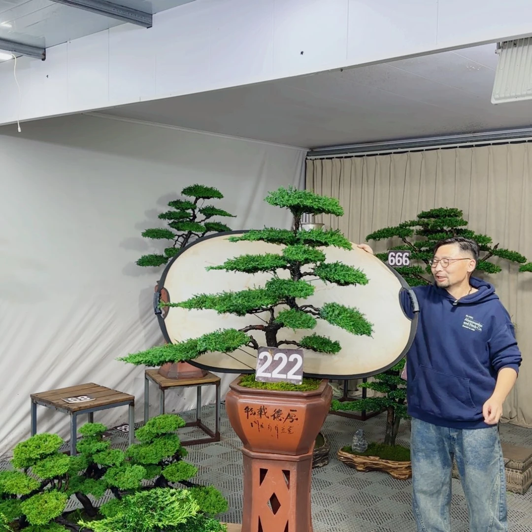 济州松柏盆景龙爪松造型盆景