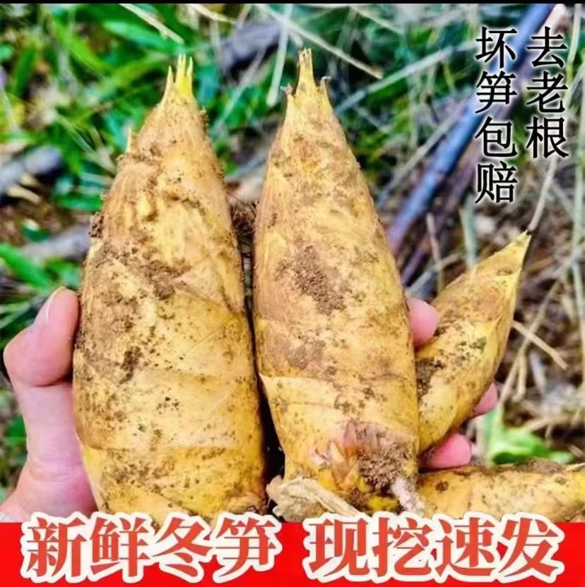 冬笋当天现挖新货竹笋带壳鲜笋