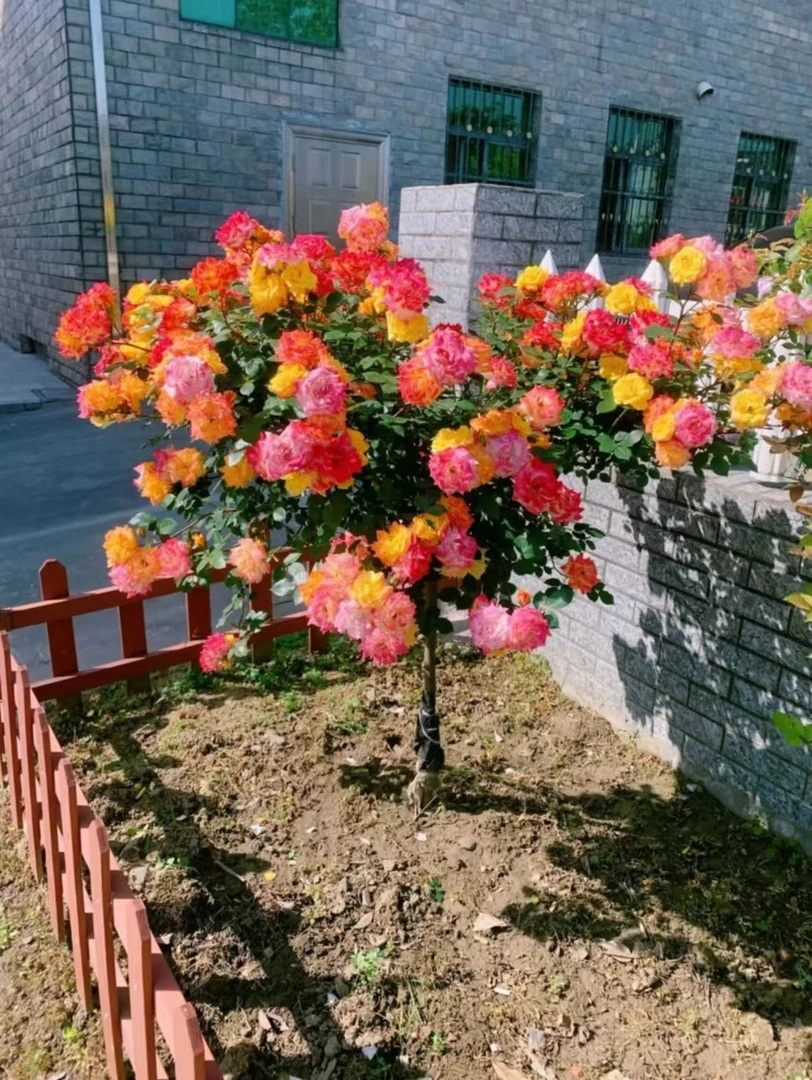 棒棒糖树桩月季一颗装