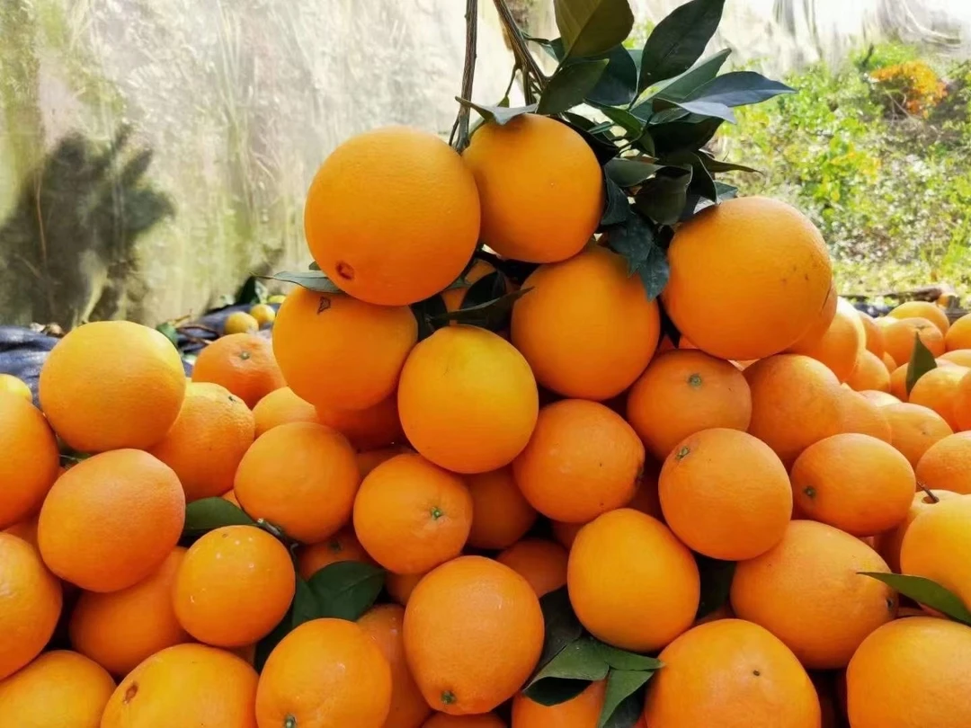 赣南脐橙丫山仔脐橙产地直发现采现摘带箱二十斤装九省包邮