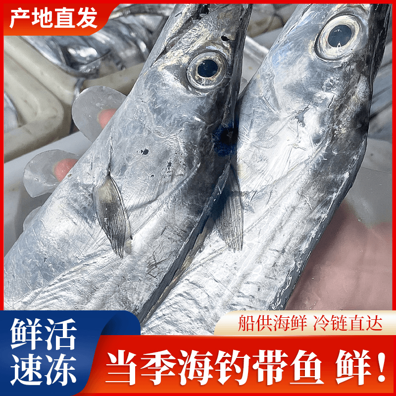 【黄海湾带鱼】】4-6两/条 新鲜野生黄海湾小眼睛油带鱼 到手8条