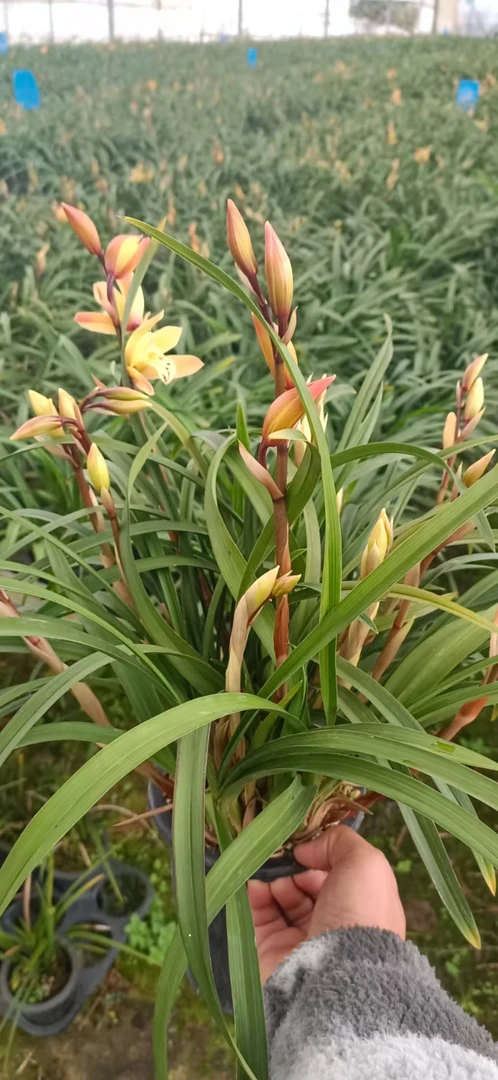 直播间专用10元链接是叠加便用，不代表10元能够买一盆，