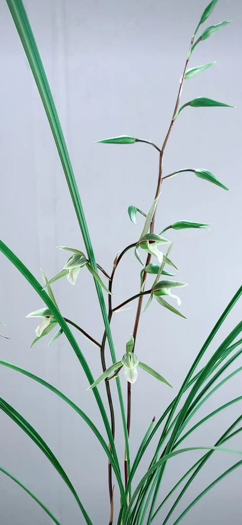 蜀蘭軒——直接间兰花下单链接