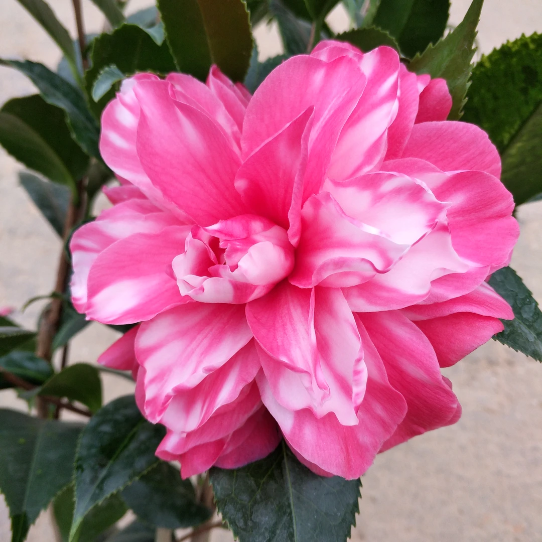 【花迪斯】迪斯山茶花复色盆栽千家园名贵茶花传统名贵品种花卉