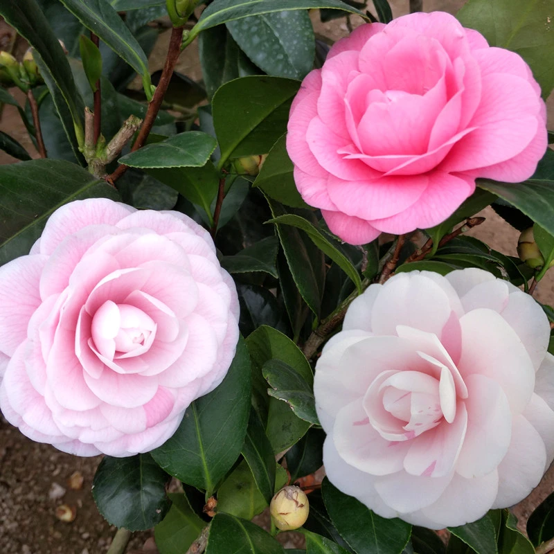 【七仙女】福建多色山茶花盆栽名贵品种七彩茶花树苗花卉绿植阳台庭