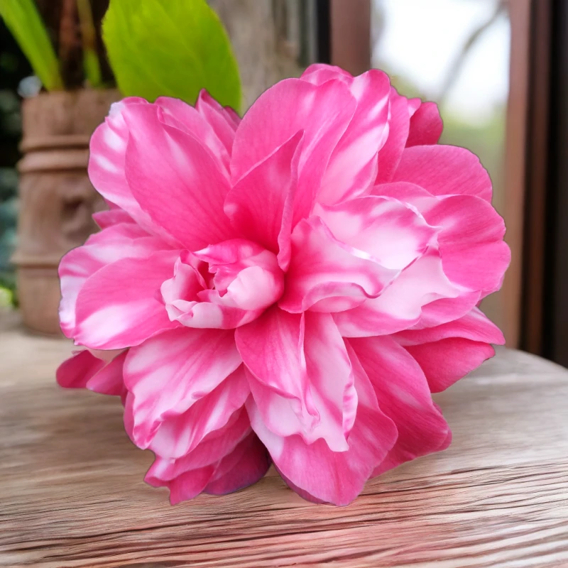 【花迪斯】迪斯山茶花复色盆栽千家园名贵茶花传统名贵品种花卉