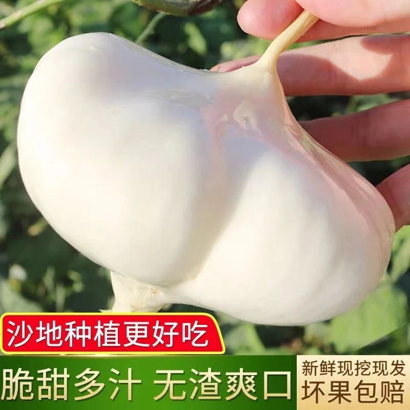 贵州地萝卜新鲜现挖凉薯好吃脆甜多汁白土瓜地瓜番薯水果罗高山