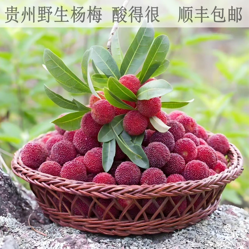正宗贵州高山野生杨梅 新鲜现摘顺丰包邮 酸甜可口又爱又恨杨梅果