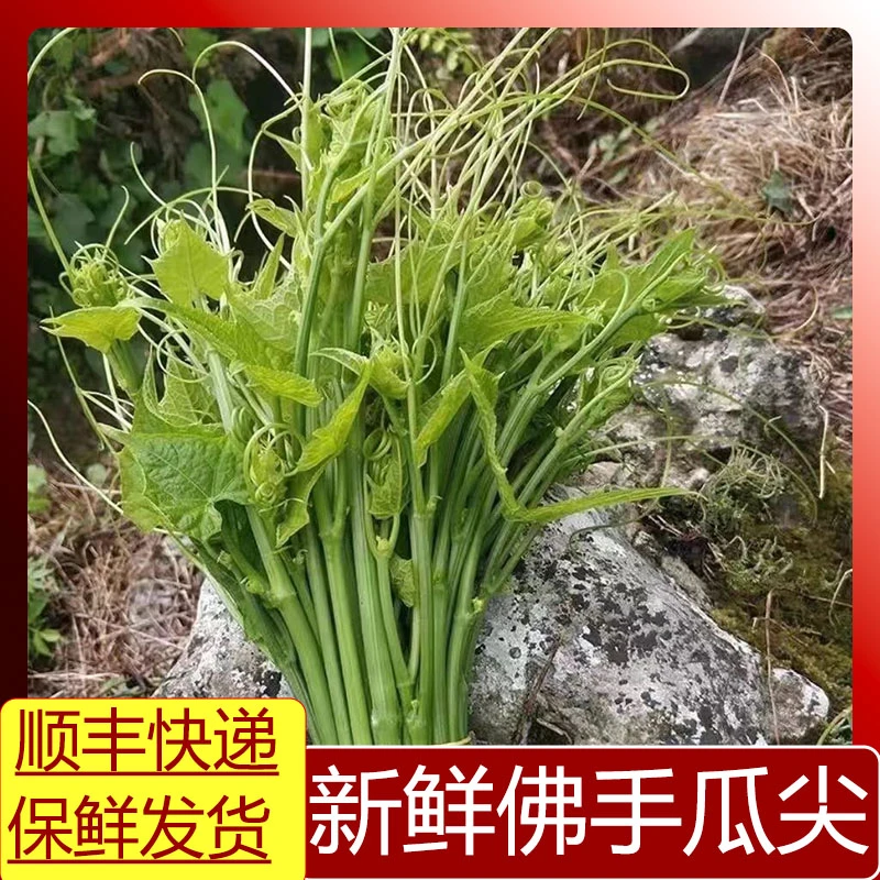 新鲜佛手瓜尖龙须菜鲜嫩采摘发货瓜尖凉拌食用爽口非云南尖包赔