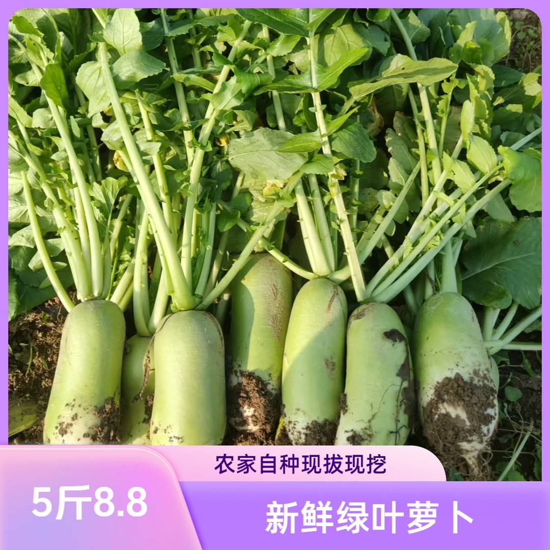 【新鲜现拔青萝卜】青萝卜现拔现发清脆可口水果萝卜可生吃做腌菜