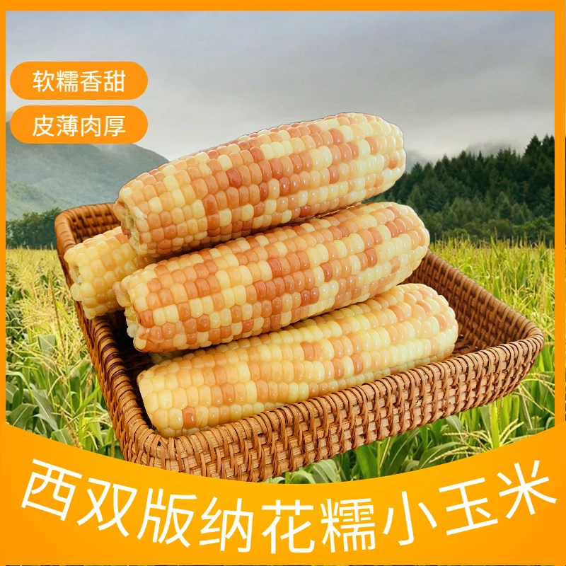 云南西双版纳新鲜糯玉米拇指玉米云南西双版纳香糯小玉米甜糯鲜生