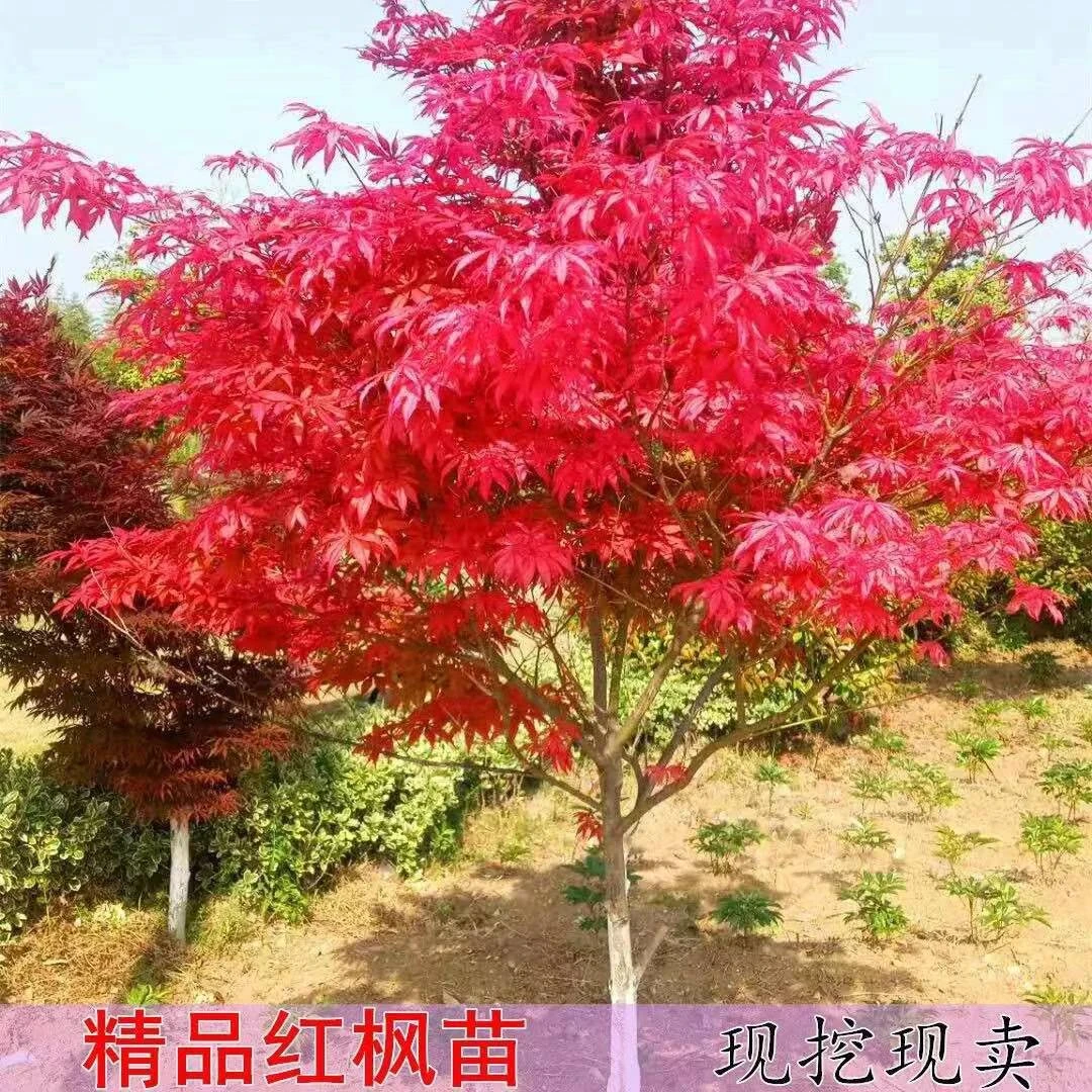 红枫树苗中华小叶红日本红枫庭院绿化耐寒树苗工程景观绿化风景树