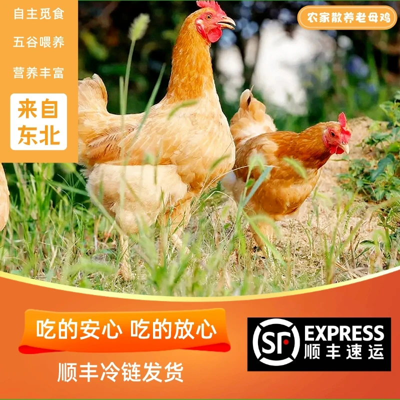【锦绣-自营】300天月子鸡肉质生态散养母鸡新鲜宰杀