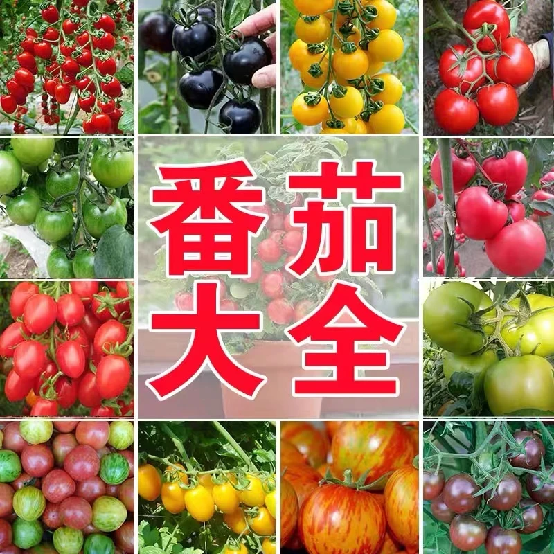 千禧圣女果苗秧苗盆栽矮生小番茄种籽南方阳台水果蔬菜植物种子孑