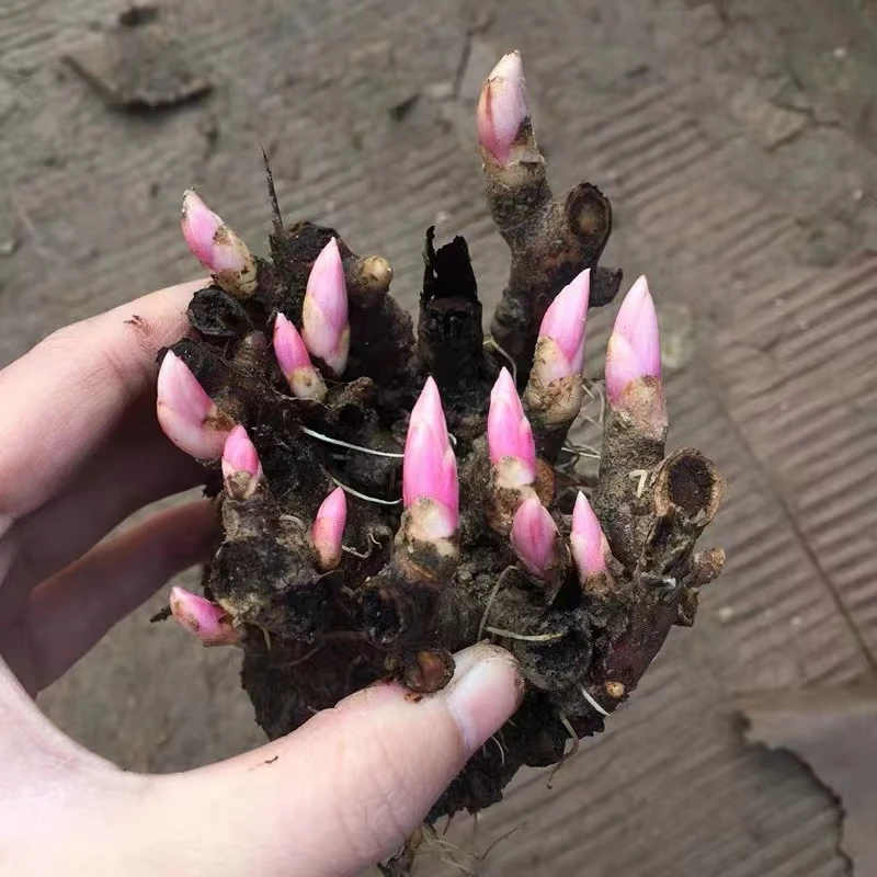 耐寒芍药花苗根块重瓣带芽四季开花室内室外阳台盆栽冬大花多年生