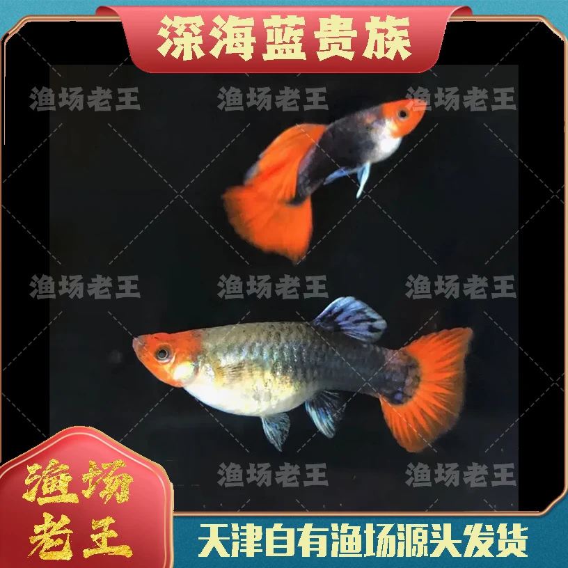 深海蓝贵族孔雀鱼小型观赏鱼小型混养热带鱼包邮渔场直销批发小鱼