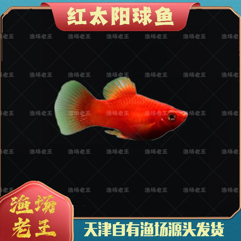 【达人严选】红太阳球鱼