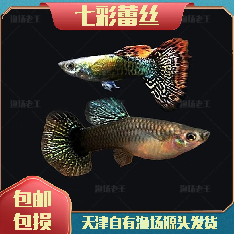 七彩蕾丝孔雀鱼小型观赏鱼小型热带鱼包邮直销批发小鱼活鱼活体